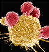 Cancer celle angrebet af T celler
